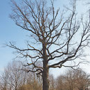 Habitus, Stieleiche im Winter, Foto H.Kuhlen, Aufnahme-Datum 27.02.2016