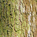 Stammdetail mit Algen- und Flechtenbesatz, Foto HK., Aufnahme-Datum: 27.03.2018