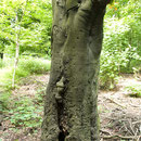 Stammabschnitt mit Höhlung und Wundholzbildung. Foto H.Kuhlen, Aufnahme-Datum 23.05.2008