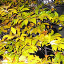 Zierendes Herbstlaub der seltenen Farnblättrigen Rotbuche, HK., 07.11.2008. 