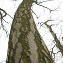 Abnormales Rindenbild an einer Rotbuche, Foto HK., Aufnahme-Datum: 03.03.2017