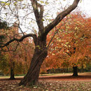 Catalpa im Herbstaspekt vor 2 anderen Naturdenkmalen Hänge-Buche (links im Hintergrund) und Blutbuche (rechts im Hintergrund), Foto H.Kuhlen, Aufnahme-Datum 06.11.2008   