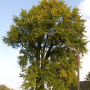 Habitus, Foto H.Kuhlen, Aufnahme-Datum 25.10.2008