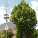 Maibaum Klosterstraße Kloster Kamp in Kamp-Lintfort Ndrh.