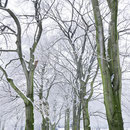 Winteraspekt, Aufnahme-Datum: 11.02.2017