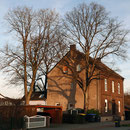Habitus im Winter, rechts Winterlinde, links Silberlinde, Foto H.Kuhlen, Aufnahme-Datum 29.12.2015