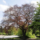 Habitus im Frühlingsaspekt, Foto HK., Aufnahme-Datum: 06.05.2107