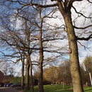Quercus robur mit Fledermaus-Kästen, Foto H.Kuhlen, Aufnahme-Datum 04.02.2016