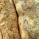 Totholz mit Krustenflechte Esskastanie, Castanea sativa 
