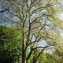 Im Vordergrund Habitusbild, Seitlich ND 1.3.05 und im Hintergrund ND 1.3.06 Foto H.Kuhlen, Aufnahme-Datum 05.05.2016