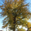 Kronenbild, Foto H.Kuhlen, Aufnahmedatum 24.10.2013