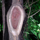 Wundvernarbung nach Schnittmaßnahme, Foto H.Kuhlen, Aufnahmedatum 25.05.2003
