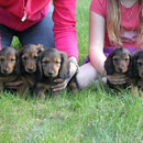 von links: Zoe, Zsa-Zsa, Zeppelin, Zissy und Zar
