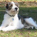 Dylon aus der Cookiebox, 13. September 2006