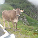 Manche "Wanderer" konnte man sogar streicheln.