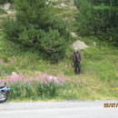 Otti, unser Bergsteiger