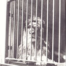 Der Löwe im Schweinfurter Zoo