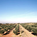 Paraje Vall d´Algés. Olivos variedad arbequina
