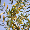 Aceitunas arbequinas a punto de ser recolectadas