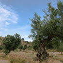 Olivos centenarios combatiendo el paso del tiempo