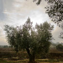 Olivo centenario en la finca Lo Pontet