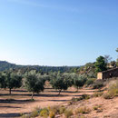 Paraje Vall d´Algés. Olivos variedad empeltre