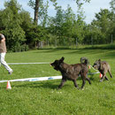 Longieren mit Faienne und Clio zusammen