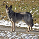 Chumani's Aramis