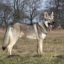 Chumani's Chato Arik