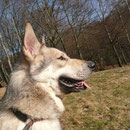 Chumani's Brisco Chato