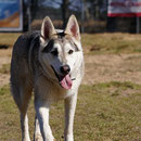 Chico