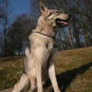 Chumani's Brisco Chato