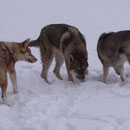 Chumani's Cadisha Evora, Chumani's Chico Arik und Freundin Diane
