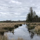 Simmerather Moor 