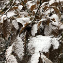 Soontagmorgen  . . . Leichter Schneefall am Wesselbend . . . .  Vom Wesselbend ( Lichtenbusch ) Richtung Eynatten . . . .