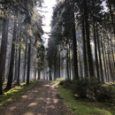 Wenn die Sonne sich den Weg durch den Dichten Wald bahnt . . . . Herrlich 