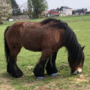 Junge junge ! Der hat bestimmt mehr als 10 PS 
