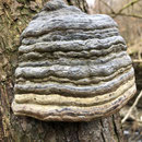 Pilz 
