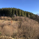 Noch 3 Monate ! Dann ist hier alles Gelb ( Narzissental ) 