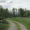 Achtung ! Wildwechsel  . . . . Mal einen Augenblick abwarten bis die Tiere weg sind 