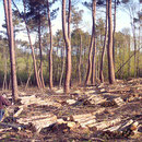 exploitation forestière du châtaignier 