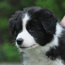 Admirable - 8,5 Wochen