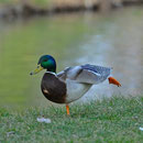 Ente dehnt sich