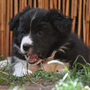 Alegria - 7 Wochen, 2 Tage