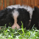 Adorada - 7 Wochen, 2 Tage