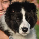Archie