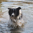 Lexi die mutige Wasserratte