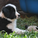 Arepito - 7 Wochen, 2 Tage