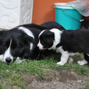 Eve & Amoroso