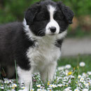Admirable - 8,5 Wochen